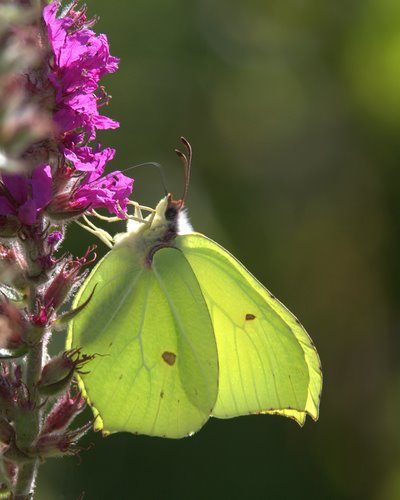 Brimstone_Butterfly